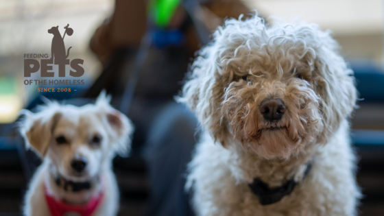 Two small dogs image for why you need a marketing and PR agency to improve your business blog post