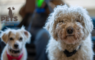 Two small dogs image for why you need a marketing and PR agency to improve your business blog post